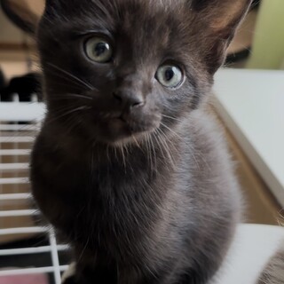 ふわもふ兄弟　幸せのカギしっぽ　くま君