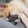 【相談中】かわいい子犬　ナツメグくん　3ヶ月 サムネイル2
