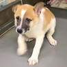 【相談中】かわいい子犬　ナツメグくん　3ヶ月 サムネイル4
