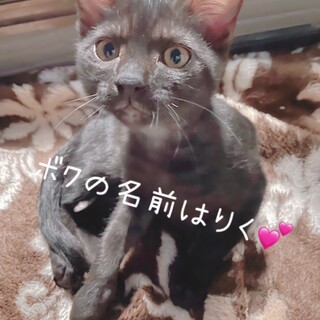 兄妹で保護しました。元気いっぱいの男の子です。