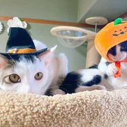 in春日井市☆子猫が沢山！保護猫をオウチに迎えよう☆2024年11月2日（土）～ちーむ にゃいんず