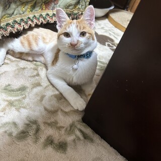 素敵な里親さんが見つかりました。