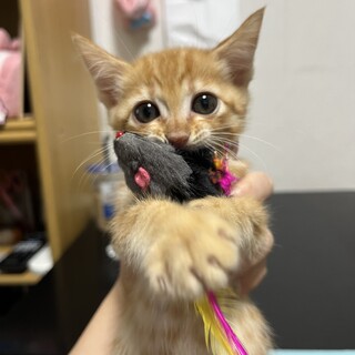 まだ小さい茶トラのトラちゃん