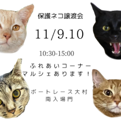 保護ネコ譲渡会