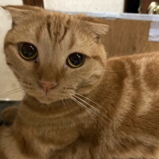 愛くるしいミーシャです