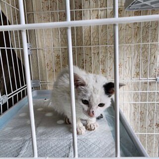【里親募集中】子猫♂白キジ？
