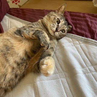 赤ちゃんみたいな甘えん坊ミンミちゃん　