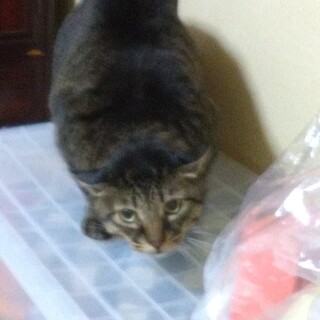 飼い主が高齢で病院に入っています。