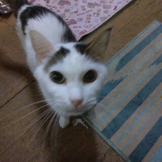 飼い主が高齢で病院に入っています。