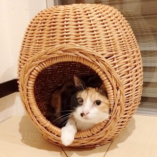 ◆3/20◆ホクロがかわいい三毛ちゃん❤ふぁー