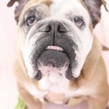 ブルドッグ9才メスの里親さん急募