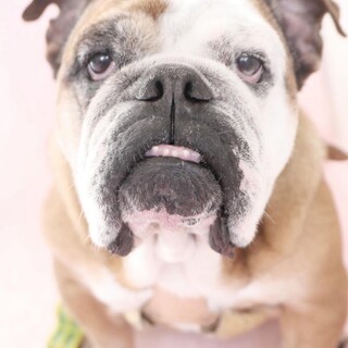 ブルドッグ9才メスの里親さん急募