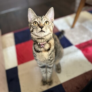 美猫の麻希ちゃん！スタイル抜群！