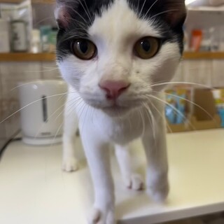 素直♡ブタしっぽ♡ハチワレくんฅ•ﻌ•´ฅ