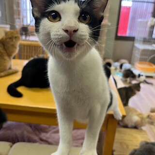 元気♡ブタしっぽ♡ハチワレくんฅ•ﻌ•´ฅ