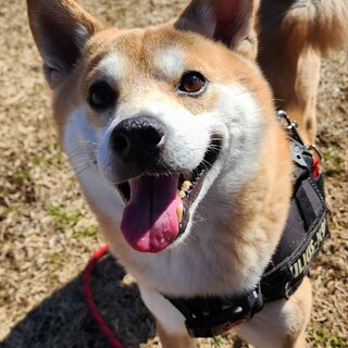 柴犬似の男の子
