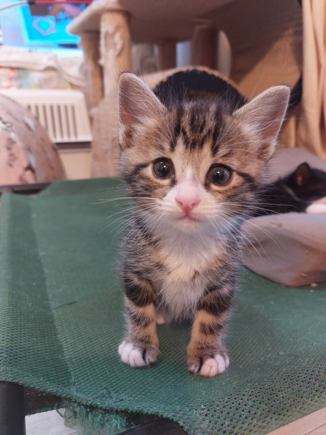 とっても可愛いオランジェ」東京都 - 猫の里親募集(503849
