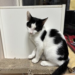 【子猫参加♡保護猫譲渡会】南中野地域ねこの会