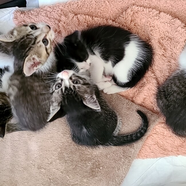 ちぃにゃにゃのカバー写真