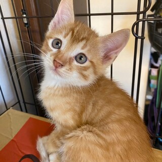 チャトラ子猫の兄弟★兄弟一緒に大歓迎★オス２匹　白