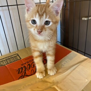 チャトラ子猫★オス