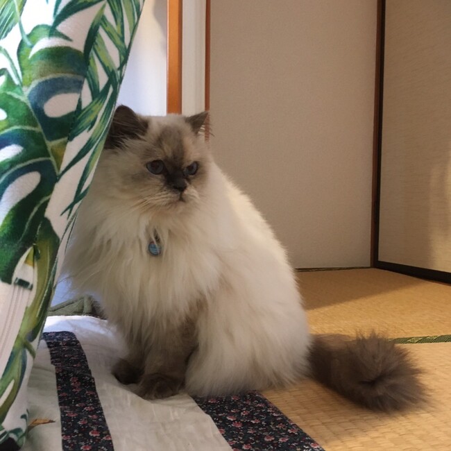 のんかのんのカバー写真