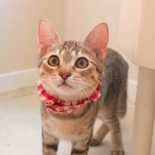 まんまるお顔のいちごちゃん！