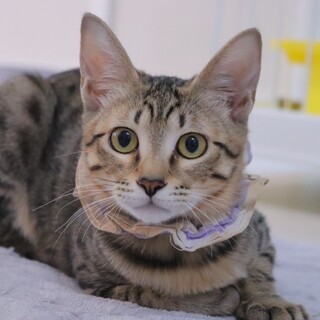 おしゃべりグレープちゃん♡