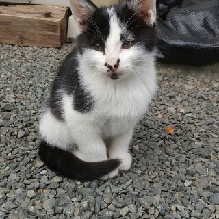 可愛がって下さる里親さんを募集しています。