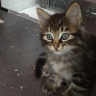 可愛がって下さる里親さんを募集しています。