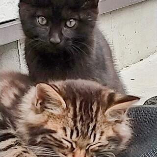 可愛がって下さる里親さんを募集しています。