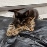可愛がって下さる里親さんを募集しています。 サムネイル2