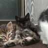可愛がって下さる里親さんを募集しています。 サムネイル3