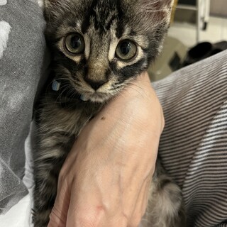 12/15譲渡会★半長毛、アメショ風ペッパーちゃん