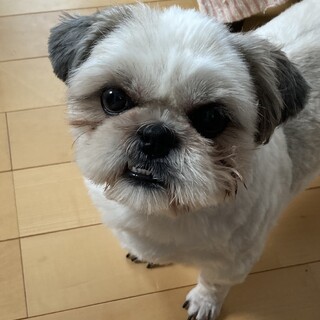 シーズーの男の子