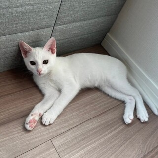 甘えん坊★コハク君