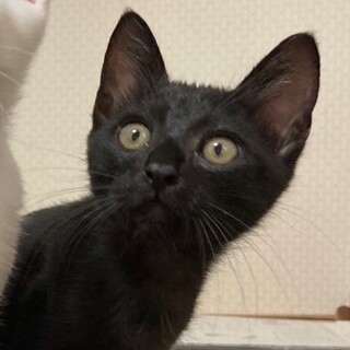 甘えん坊★ノア君