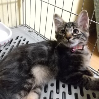 11/24譲渡会★アメショ風！半長毛のルナちゃん