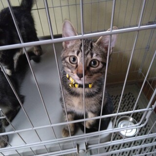 1/3譲渡会！アメショ柄かわいい★サンちゃん