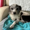 人にも犬にもフレンドリーなモジャ子です！ サムネイル2