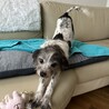 人にも犬にもフレンドリーなモジャ子です！ サムネイル5