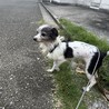 人にも犬にもフレンドリーなモジャ子です！ サムネイル4