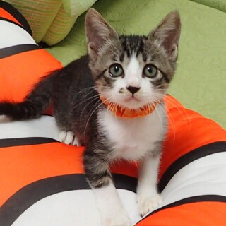 【11/2東銀座】たろ吉くん★2ヵ月♪