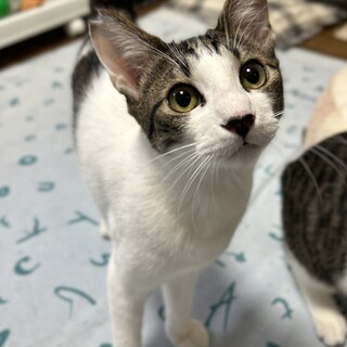 傘ねこさんの譲渡会で幸せになりました