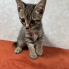 先住猫の相棒に、初めての猫に如何ですか❤虎徹 サムネイル3