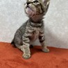 先住猫の相棒に、初めての猫に如何ですか❤虎徹 サムネイル4