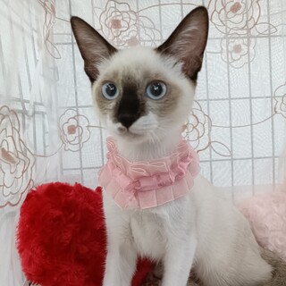 【12/29東銀座】りりぃちゃん★6ヵ月半♪