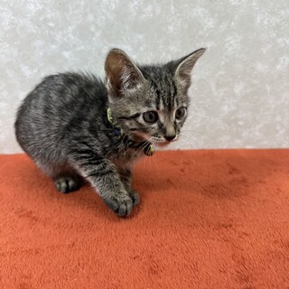 四兄弟お手手繋いで譲渡会！慣れ慣れ❤タンタン