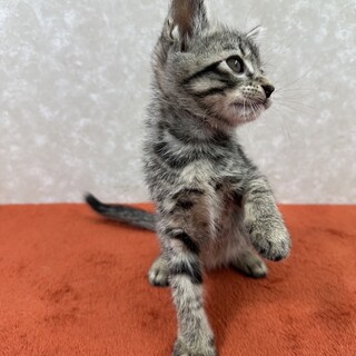 四兄弟お手手繋いで譲渡会！甘え上手な❤灯里