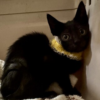 黒猫3兄妹☆アッくん☆長いしっぽ